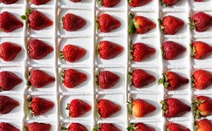 Strawberry Festival 2023 - article thumnail image